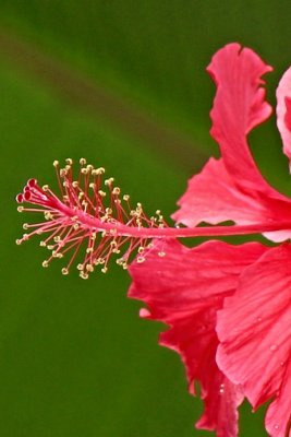 Hibiscus rosa - chinensis - ibišek čínská růže - detail květu
